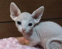 エルフキャット【千葉県・男の子・2019年12月2日・】の写真1