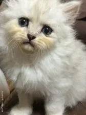 ペルシャ(チンチラ)【千葉県・男の子・2015年5月18日・】の写真1