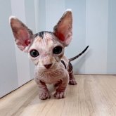 ミンスキン