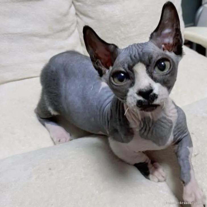 ID：2212-00293の子猫