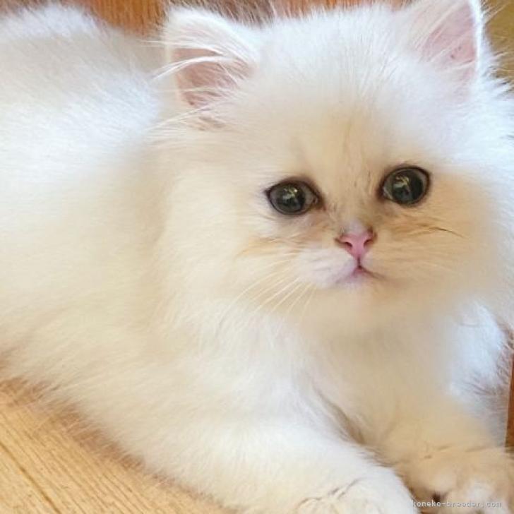 ペルシャ チンチラ 千葉県 男の子 22年4月30日 チンチラシルバー 性格 みんなの子猫ブリーダー 子猫id 28 ペルシャ チンチラ 千葉県 男の子 22年4月30日 チンチラシルバー 性格 みんなの子猫ブリーダー 子猫id 28