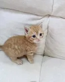 マンチカン(長足)【千葉県・男の子・2023年3月26日・レッドタビー】の写真2