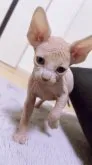 バンビーノ【千葉県・男の子・2023年2月8日・クリーム&ホワイト】の写真2