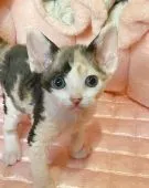 ミンスキン【千葉県・女の子・2021年6月22日・キャリコ】の写真2