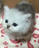 ペルシャ(チンチラ)【千葉県・男の子・2016年11月13日・】の写真3