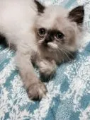 ヒマラヤン【千葉県・女の子・2015年7月20日・】の写真3