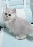 ペルシャ(チンチラ)【千葉県・女の子・2023年4月3日・チンチラシルバー】の写真3