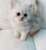 ペルシャ(チンチラ)【千葉県・男の子・2022年1月4日・チンチラシルバー】の写真3