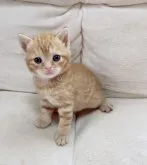 マンチカン(長足)【千葉県・男の子・2023年3月26日・レッドタビー】の写真3