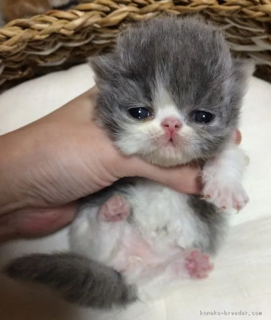 ペルシャ【千葉県・男の子・2016年10月6日・ブルー&ホワイト】の写真4