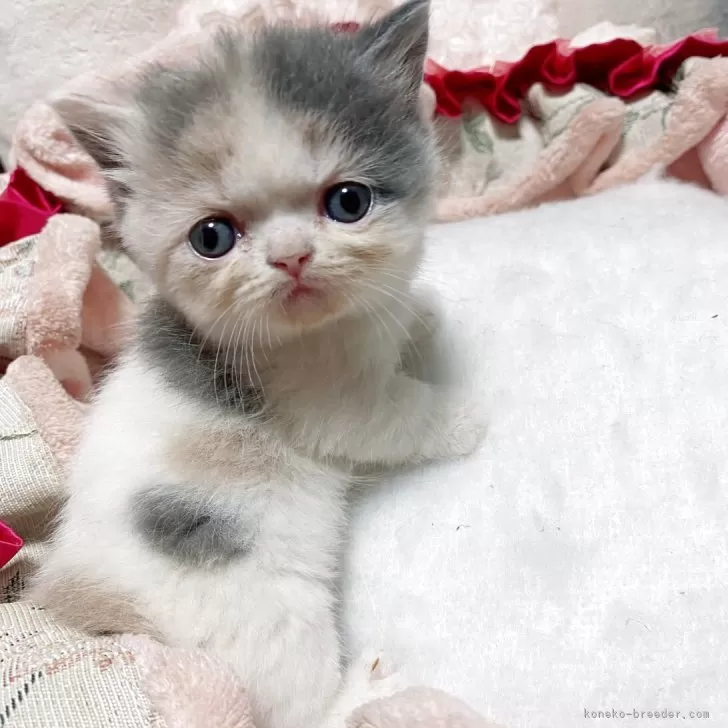 ID：2508-00484の子猫