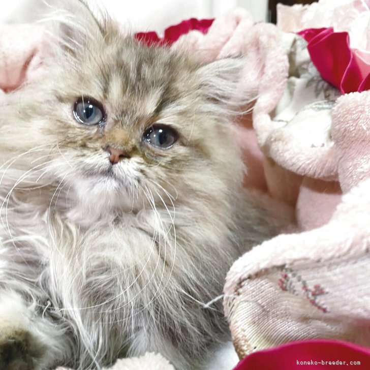 ブリーダー画像