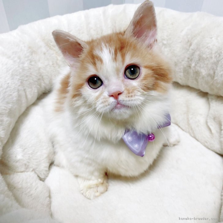 ブリーダー画像