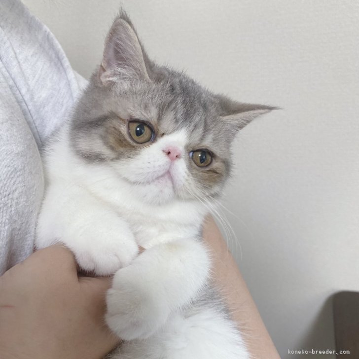 猫の顔 プラスチック製 41TVlu9JqiL._AC_UL210_SR210,