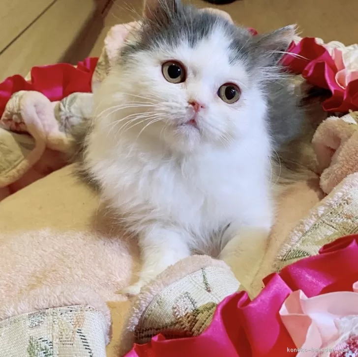 ID：2502-01859の子猫