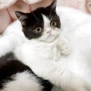 ミヌエット(長足)【千葉県・男の子・2025年7月5日・ブラック&ホワイト（ショート）】の写真「可愛いハチワレくん🩷」