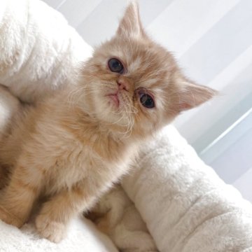 エキゾチックショートヘア【千葉県・女の子・2025年10月4日・レッドタビー（ショート）】の写真「おっとりちゃん💗」