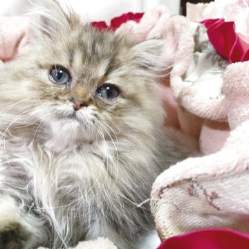 ペルシャ(チンチラ)【千葉県・男の子・2025年8月27日・チンチラゴールデン】の写真「甘えたくん💗」