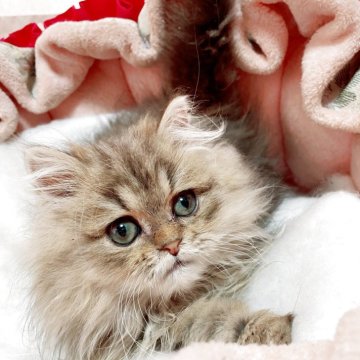 ペルシャ(チンチラ)【千葉県・男の子・2025年8月27日・チンチラゴールデン】の写真「甘えたくん💗」