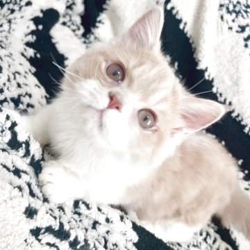 ミヌエット(短足)【千葉県・男の子・2025年7月7日・クリーム&ホワイト（ロング）】の写真「陽気で可愛い短足くん💗」