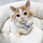 ミヌエット(短足)