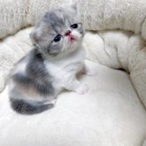 エキゾチックショートヘア