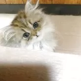 ペルシャ(チンチラ)