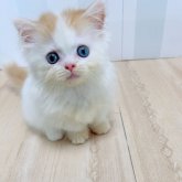 ミヌエット