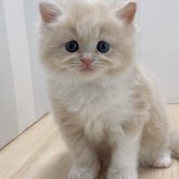 ミヌエット