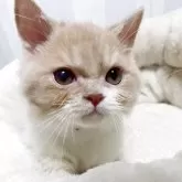 ミヌエット(短足)