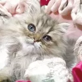 ペルシャ(チンチラ)