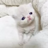 エキゾチックショートヘア【千葉県・女の子・2025年10月4日・クリームタビー】の写真2