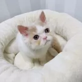 ミヌエット(長足)【千葉県・男の子・2025年7月7日・クリーム&ホワイト】の写真3