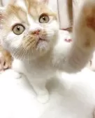 エキゾチックショートヘア【千葉県・女の子・2025年7月30日・レッドタビー&ホワイト】の写真3