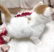 エキゾチックショートヘア【千葉県・女の子・2025年7月30日・レッドタビー&ホワイト】の写真5