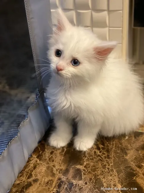 ゆきにゃん 様のお迎えした子猫