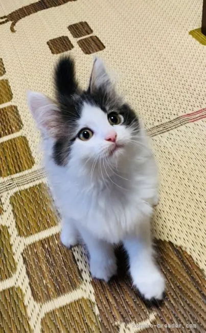 ID:2108-01297の子猫