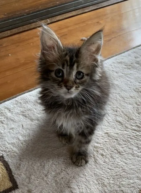 しもちゃん 様のお迎えした子猫