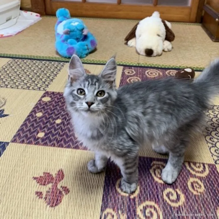 ID:2306-02694の子猫