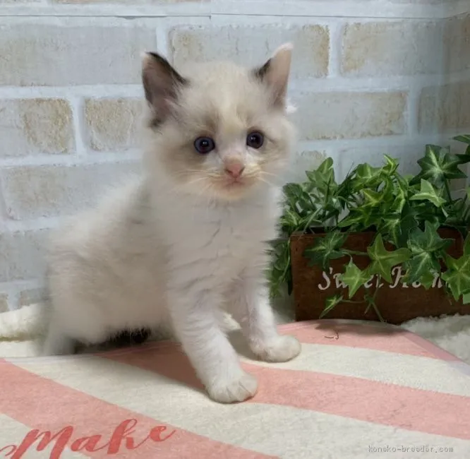 ID：1906-00807の子猫