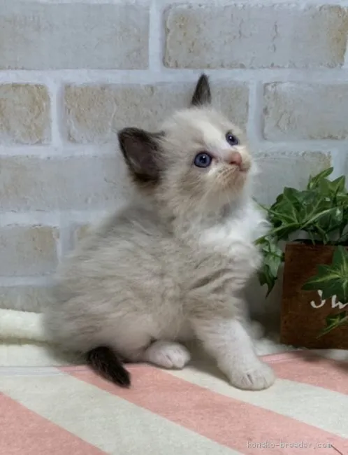 ID：1906-00805の子猫