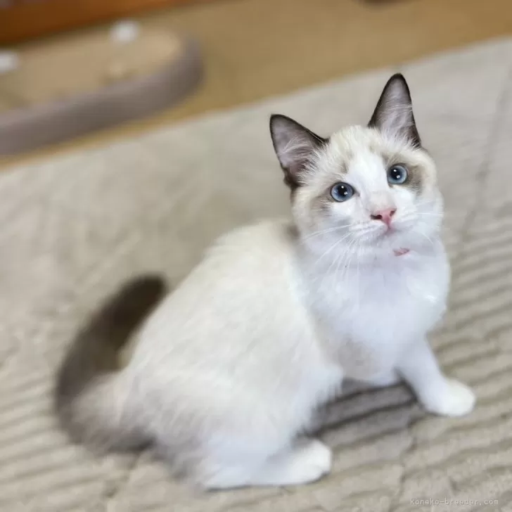 ID：2409-02397の子猫