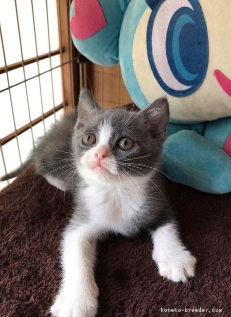 ID:1707-00065の子猫