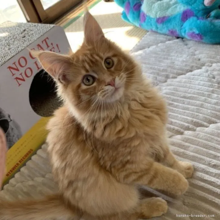ID:2301-00356の子猫