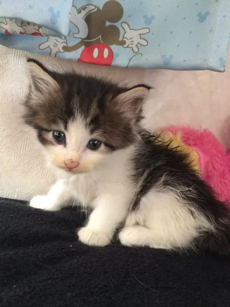 ID:1406-00004の子猫