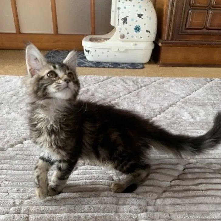 ID:2304-01024の子猫