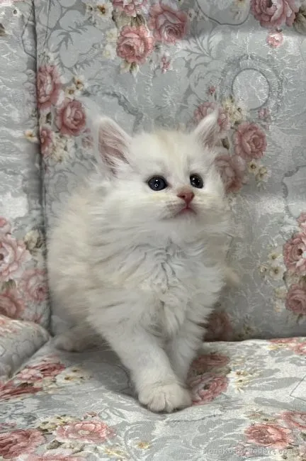 ID:2205-00207の子猫