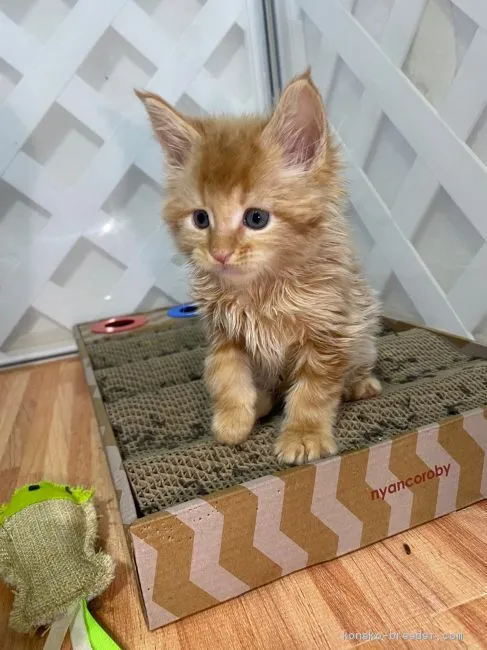 ID：2102-00108の子猫