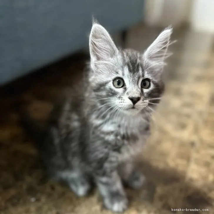 ID:2306-02696の子猫