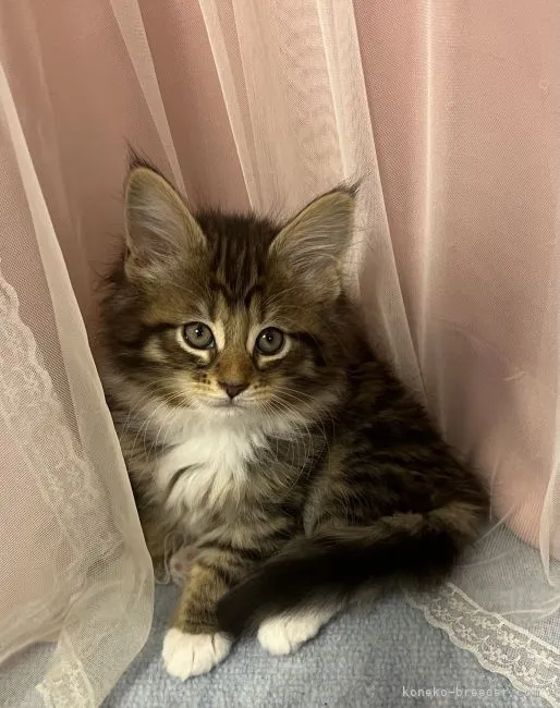 ID:2203-01733の子猫